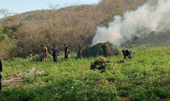 Agentes federales y estatal destruyen 30 mil plantas de mariguana