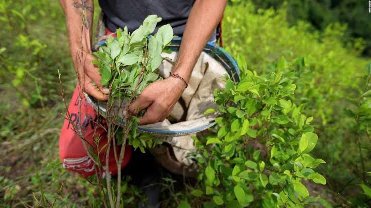 México se Suma a la Iniciativa para Levantar la Prohibición de la Hoja de Coca en la ONU