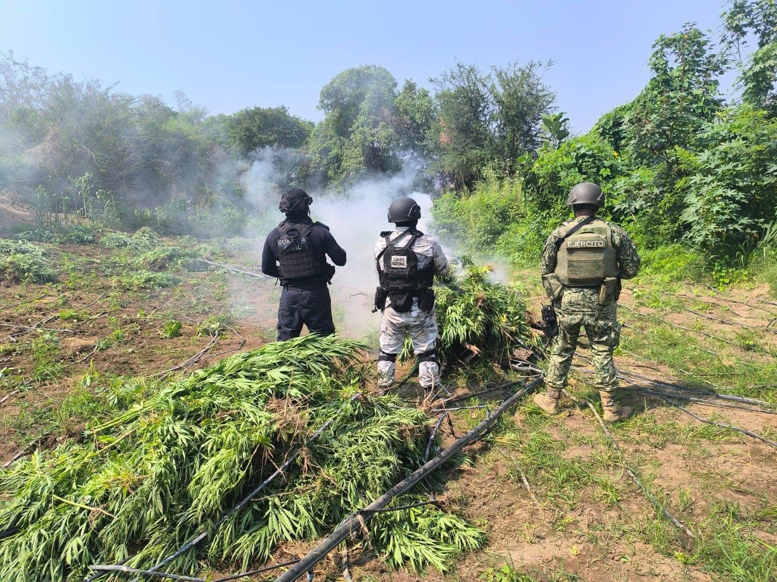 Tras operativo, incineran en Parácuaro plantío con 9 mil plantas de marihuana