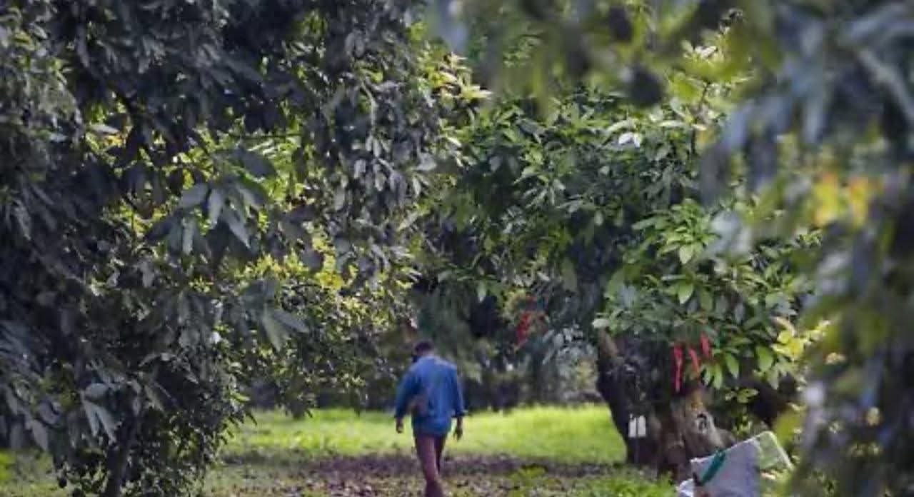 FGR investiga uso ilegal de menores en actividades laborales en Uruapan